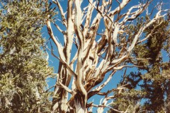 Rainer_Hergenroether_Bristlecone_Pine_Forest_USA-0