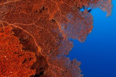 Carsten_Heinelt_-2