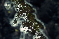 Johannes_Schmieg_-4