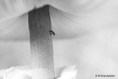 Matthias_Brandstetter_-3