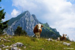 Franz_Vielhuber_Begegnung