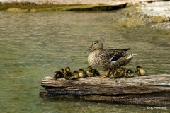 Anke_Heinrich_enten