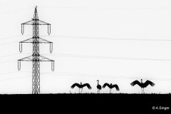 Anna_Singer_Am_Horizont