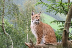 Anna_Singer_Luchs