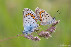 Annelies_Grasenack_-9571