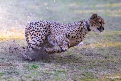 Carsten_Heinelt_Cheetah_Run