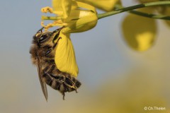 Biene bei Rapsblüte