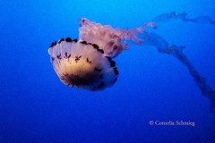 Cornelia_Schmieg_Montery