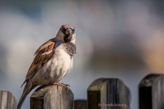 Cornelia_Schmieg_Spatz