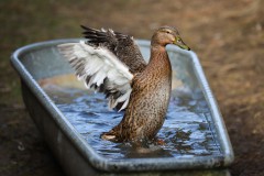 Doris_Dietze_Badetag_1_verkleinert