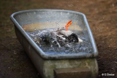 Doris_Dietze_Badetag_2_verkleinert