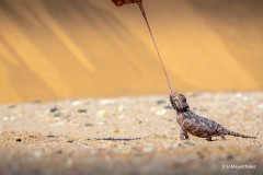 Harald_Mayerthaler_Chamaeleon