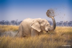 Harald_Mayerthaler_Elefant