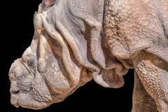 Nashorn