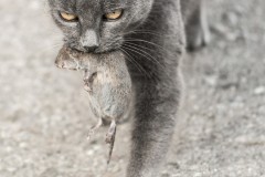 Theresia_Lohmeyer_Aus_die_Maus_DSC_9979