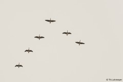 Theresia_Lohmeyer_Flug_der_Graugaense_L088252