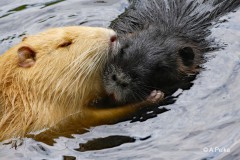 2 Nutrias im Deuschlweiher bei Grafing