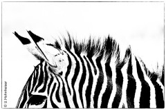 Ulrike_Hohnheiser_Zebrastreifen