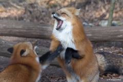 Rainer Hergenroether  Wildpark-Poing-4408