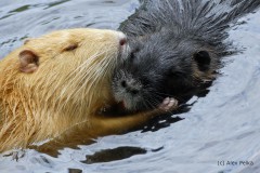 Nutrias im Deuschlweiher bei Grafing