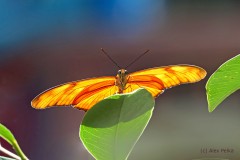 c-Alex_Pelka_Schmetterling_VHS