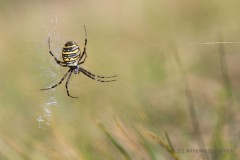 c-Annelies-Grasenack-Wespenspinne_P4B9263