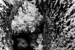 c-Theresia_Lohmeyer_Pilz_IMG_5549