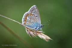 c-Ulrike-Hohnheiser_Hauhechel-Blaeuling