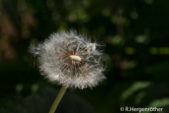 Rainer_Hergenroether_Das_Ende_einer_Blume