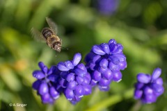 Anna_Singer_Im_Anflug