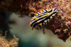 Nacktschnecke