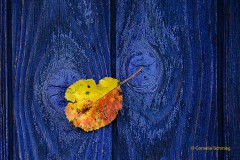 Gelbes Blatt auf Blau