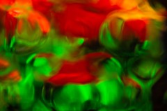 Tulpen im Bierglas-Filter