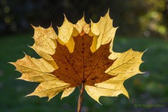 Schönheit im Herbst