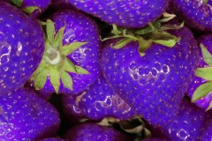 Blaue Erdbeeren