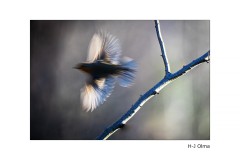 Rotkelchen im Ungefähren