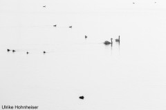 Vögel in weiß