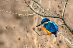 Eisvogel