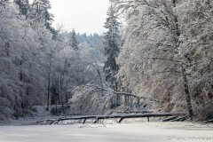 Windbruch