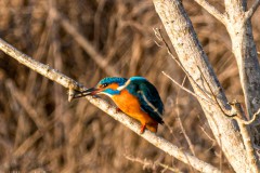Eisvogel mit Beute
