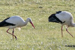 Störche auf der Wiese