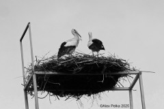 Storchennest