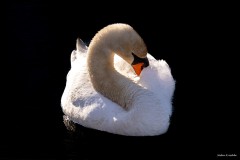  Schwan freigestellt 