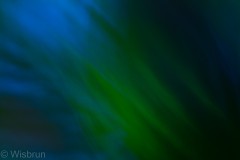 ICM-Makroaufnahme eines Blattes