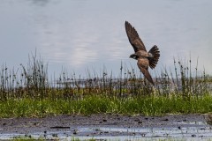 Baumfalke auf der Jagd nach Libellen 