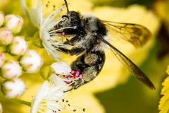 Alfons_Brueckl_03_Bee_2250