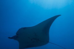 Manta
