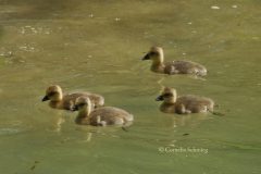 Cornelia_Schmieg_Enten