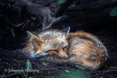 Johannes_Schmieg_Fuchs_Z2A6148