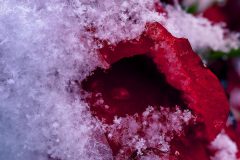 Johannes_Schmieg_Rose_0006cc